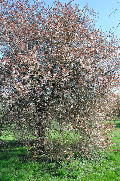 Arboretum de l'Ecole du Breuil