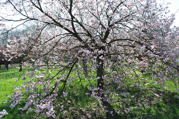 Arboretum de l'Ecole du Breuil