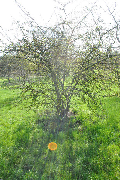 Arboretum de l'Ecole du Breuil