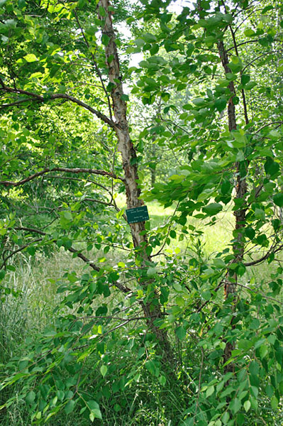 Arboretum de l'Ecole du Breuil