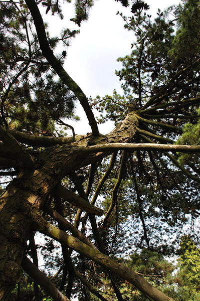 Arboretum de l'Ecole du Breuil