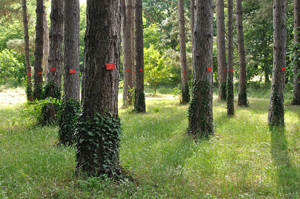 Arboretum de l'Ecole du Breuil