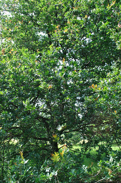 Arboretum de l'Ecole du Breuil