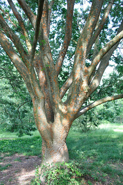 Arboretum de l'Ecole du Breuil