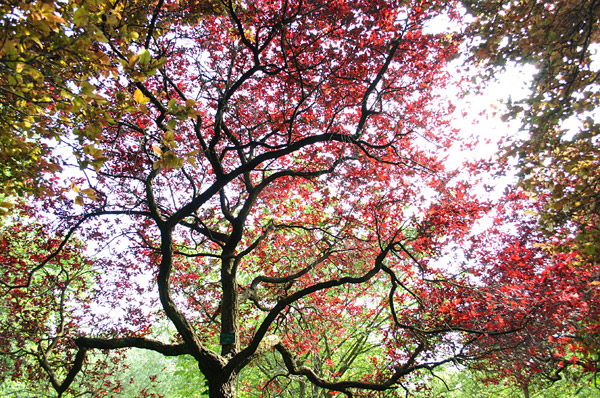 Arboretum de l'Ecole du Breuil