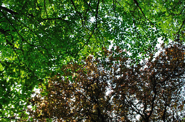 Arboretum de l'Ecole du Breuil