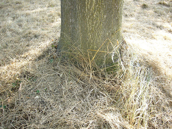 Arboretum de l'Ecole du Breuil