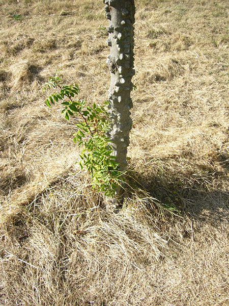 Arboretum de l'Ecole du Breuil