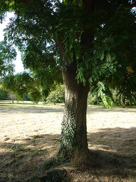 Arboretum de l'Ecole du Breuil