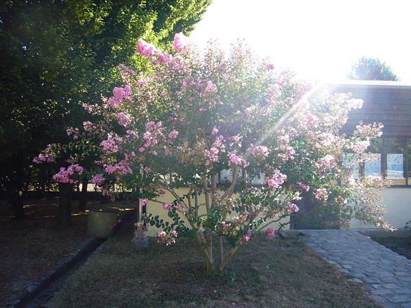 Arboretum de l'Ecole du Breuil