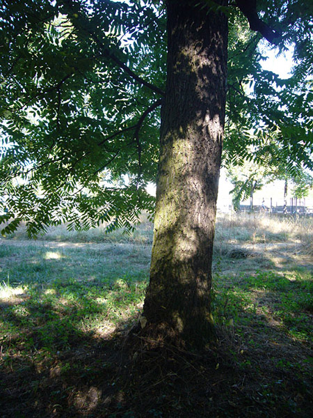 Arboretum de l'Ecole du Breuil