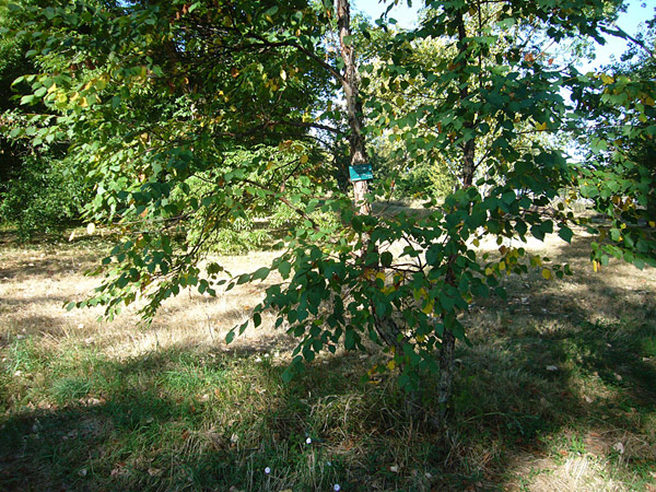 Arboretum de l'Ecole du Breuil