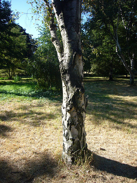 Arboretum de l'Ecole du Breuil