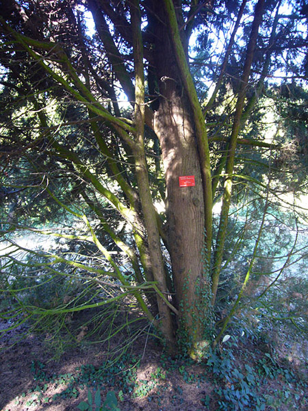 Arboretum de l'Ecole du Breuil