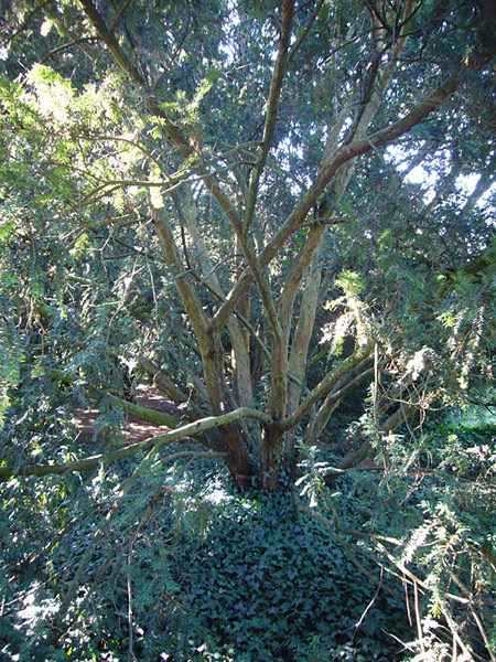 Arboretum de l'Ecole du Breuil