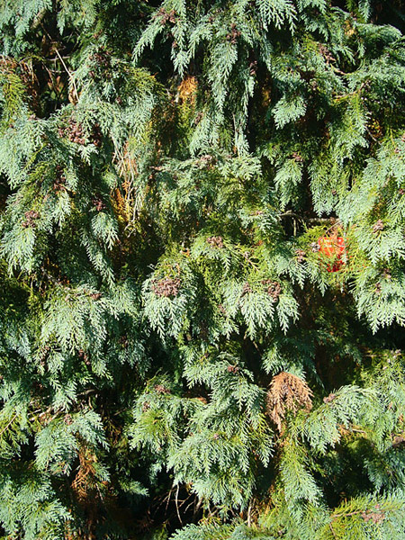 Arboretum de l'Ecole du Breuil