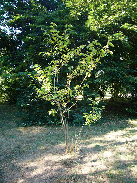 Arboretum de l'Ecole du Breuil