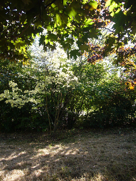 Arboretum de l'Ecole du Breuil