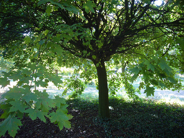 Arboretum de l'Ecole du Breuil