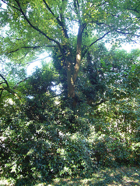 Arboretum de l'Ecole du Breuil