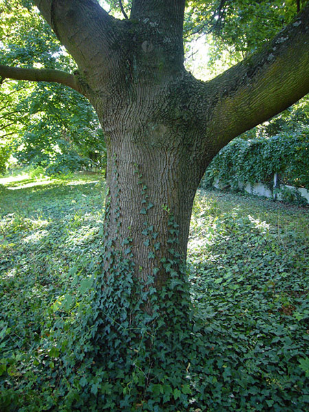 Arboretum de l'Ecole du Breuil