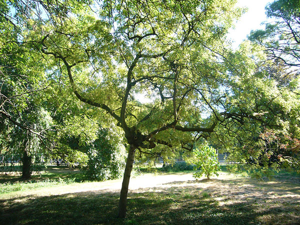 Arboretum de l'Ecole du Breuil