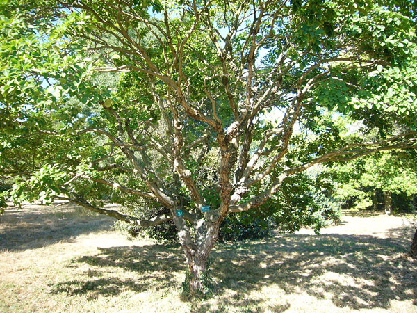 Arboretum de l'Ecole du Breuil