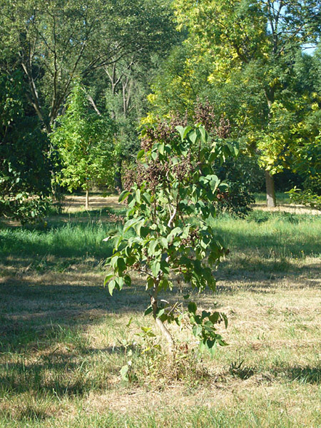 Arboretum de l'Ecole du Breuil