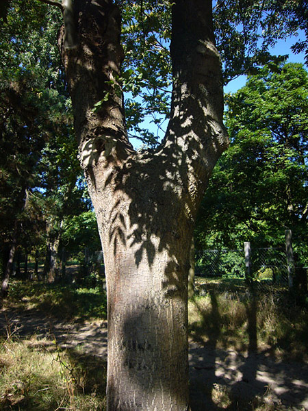 Arboretum de l'Ecole du Breuil