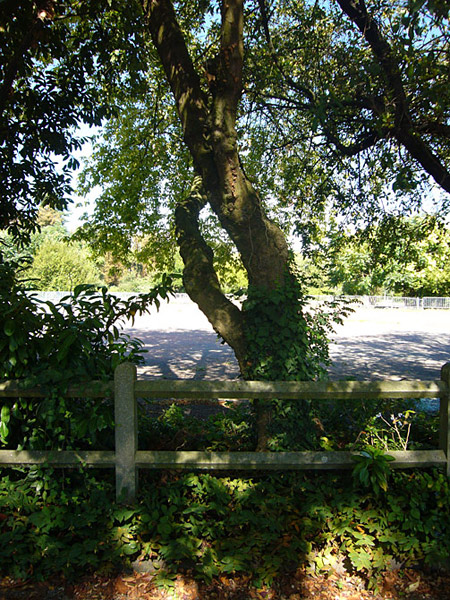 Arboretum de l'Ecole du Breuil