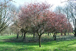 Arboretum de l'Ecole du Breuil