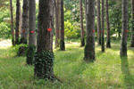 Arboretum de l'Ecole du Breuil