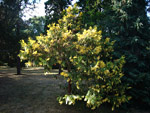 Arboretum de l'Ecole du Breuil