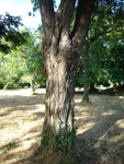 Arboretum de l'Ecole du Breuil