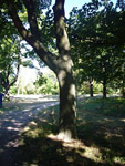 Arboretum de l'Ecole du Breuil