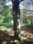 Arboretum de l'Ecole du Breuil