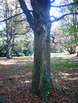 Arboretum de l'Ecole du Breuil