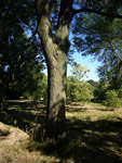 Arboretum de l'Ecole du Breuil