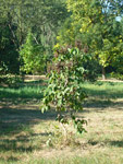 Arboretum de l'Ecole du Breuil