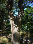 Arboretum de l'Ecole du Breuil