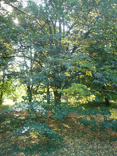 Arboretum de l'Ecole du Breuil