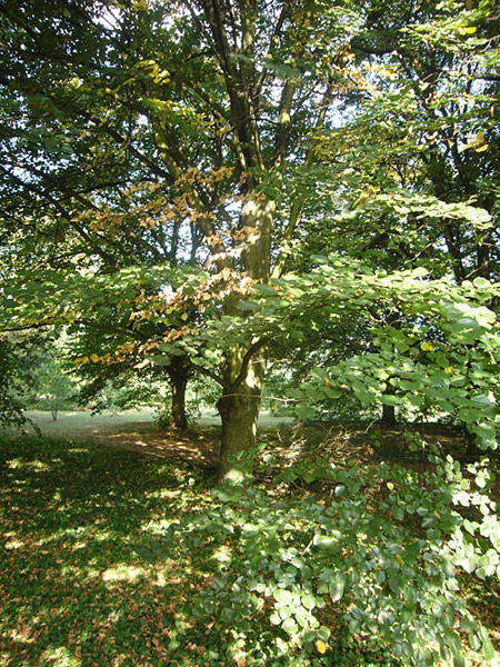 Arboretum de l'Ecole du Breuil