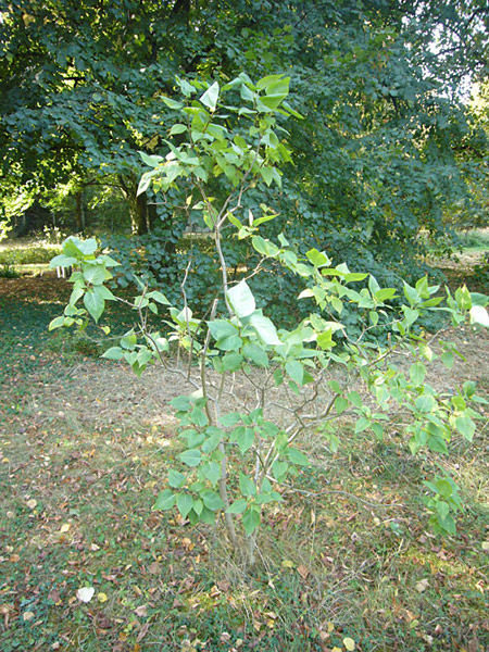 Arboretum de l'Ecole du Breuil