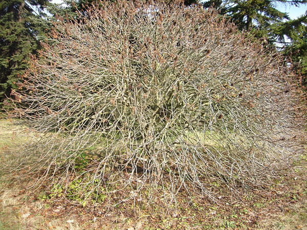 Arboretum de l'Ecole du Breuil