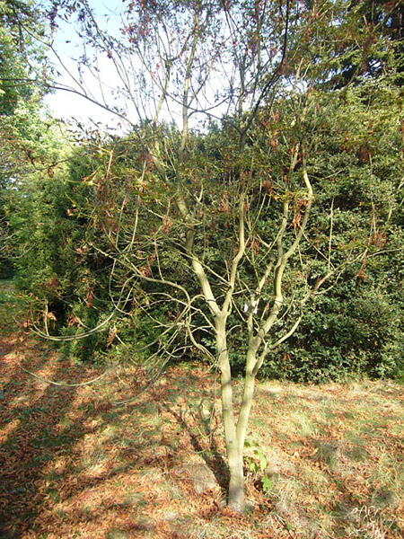 Arboretum de l'Ecole du Breuil