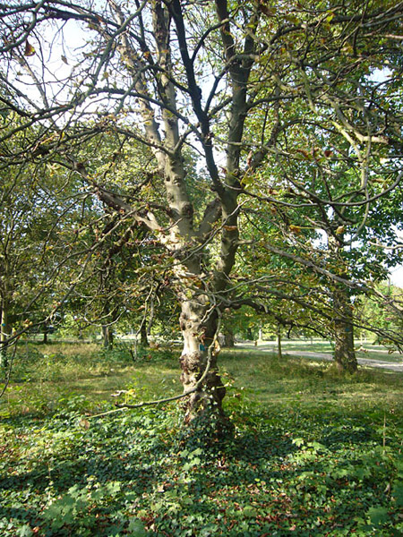 Arboretum de l'Ecole du Breuil