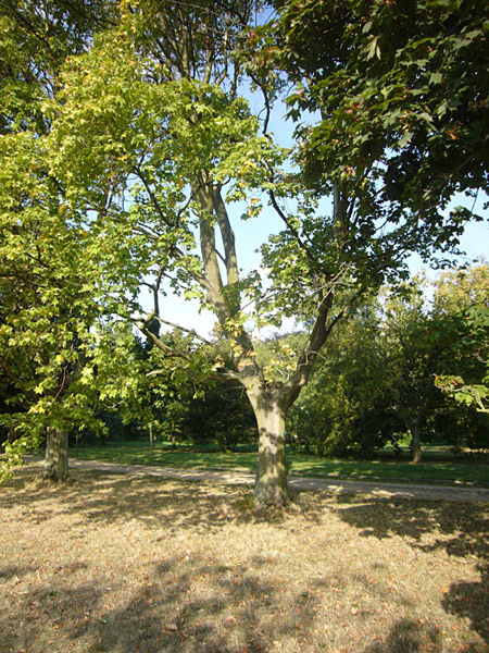 Arboretum de l'Ecole du Breuil