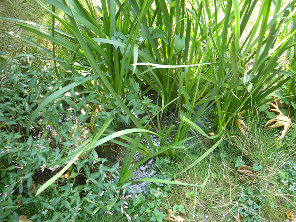 Arboretum de l'Ecole du Breuil