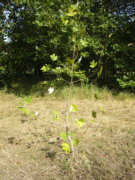 Arboretum de l'Ecole du Breuil