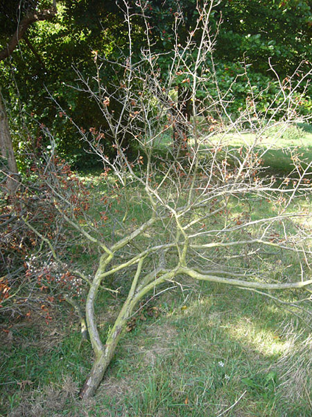 Arboretum de l'Ecole du Breuil